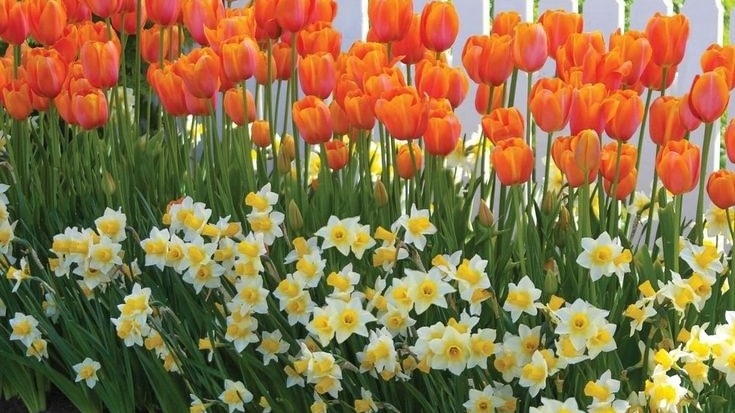 Нарциссы и тюльпаны. Фото с pinterest.com
