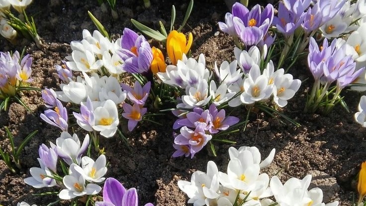 Крокусы. Фото с pinterest.com