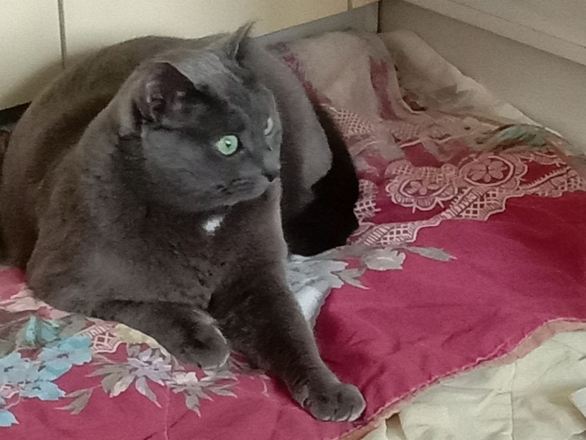 Хозяева скоро совсем на голову сядут