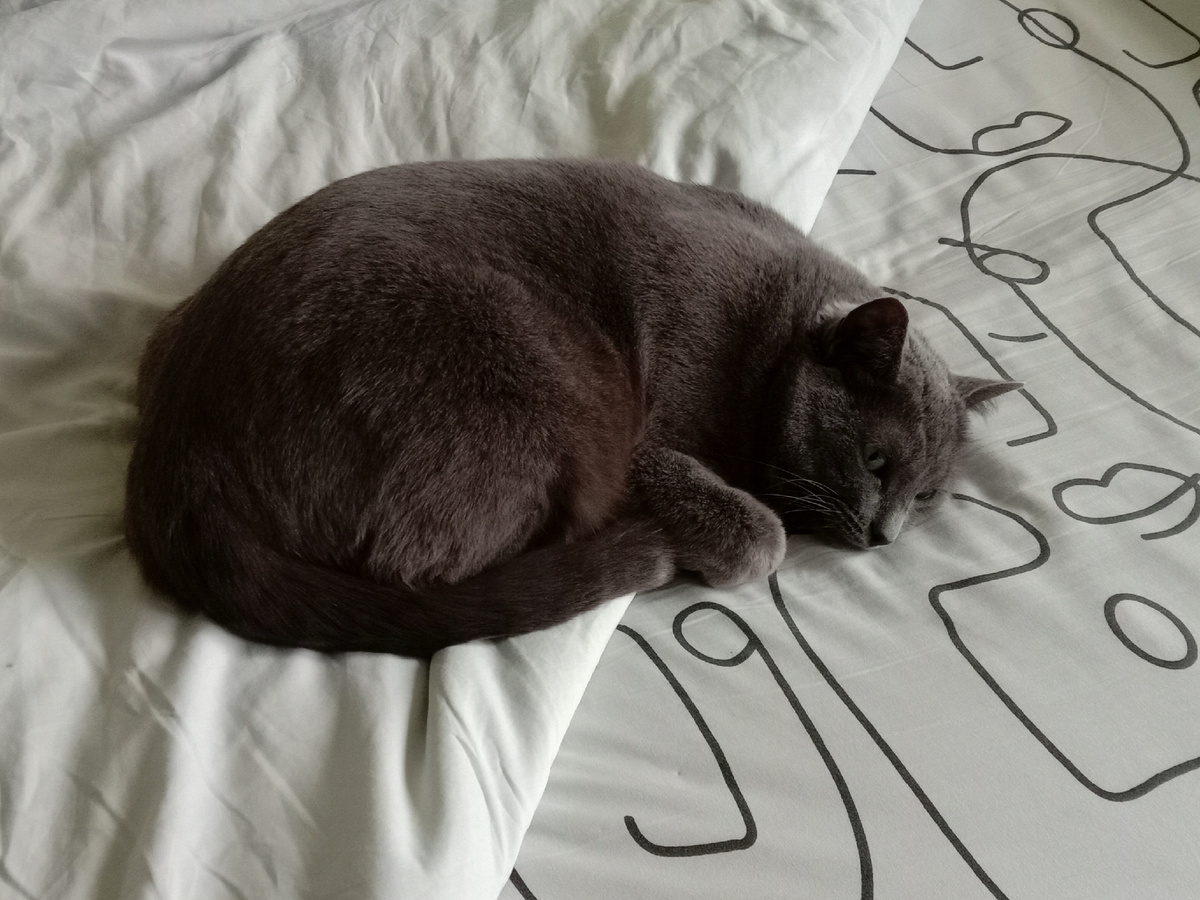 Я ничего не умею, у меня лапки