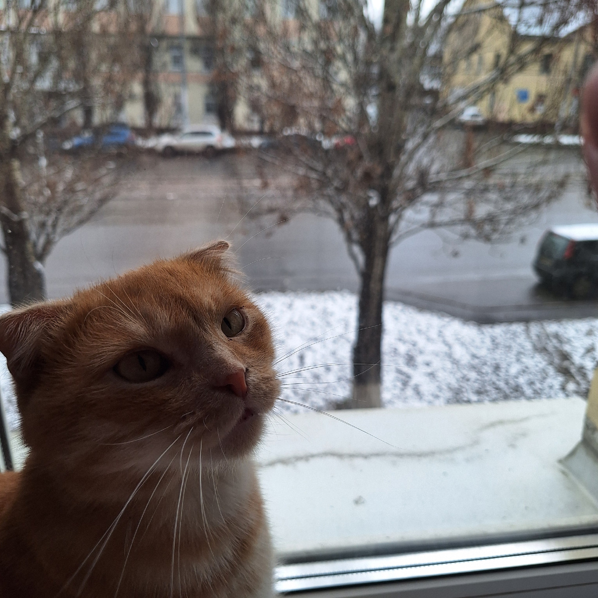 Вот, что мы с котом наблюдаем за окном.