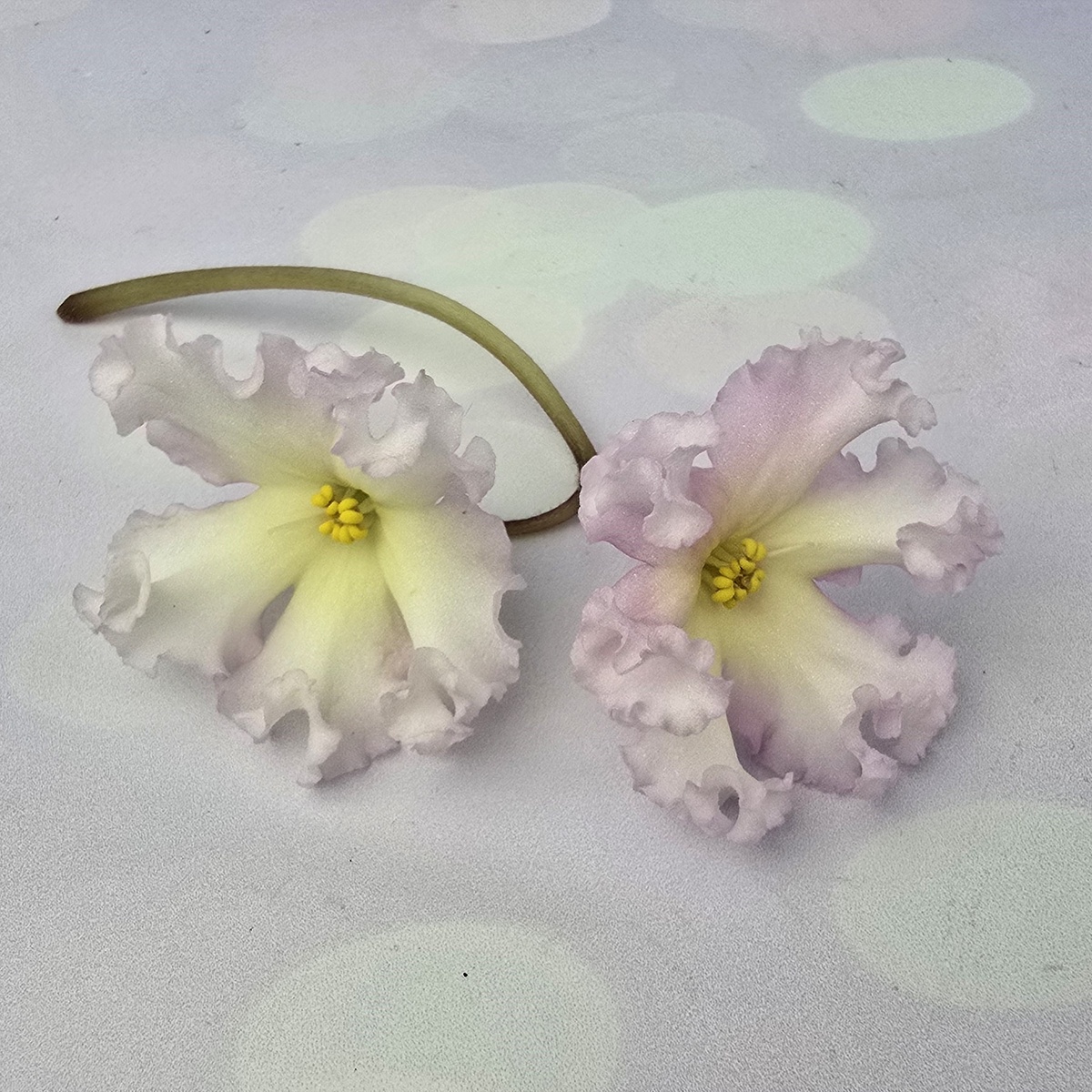 ЕК-Нарциссовый блюз 