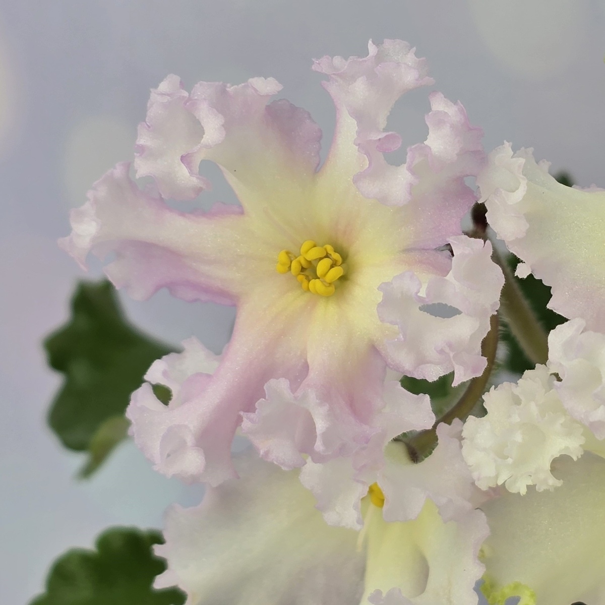 ЕК-Нарциссовый блюз 