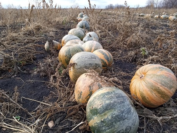    Пензенский фермер убирает тыкву на семена: необычное хозяйство