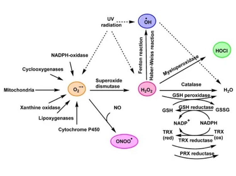 Hypochlorous Acid Chemistry in Mammalian Cells—Influence on Infection and Role in Various Pathologies
by Celia María Curieses Andrés, José Manuel Pérez de la Lastra, Int. J. Mol. Sci. 2022, 23(18), 10735