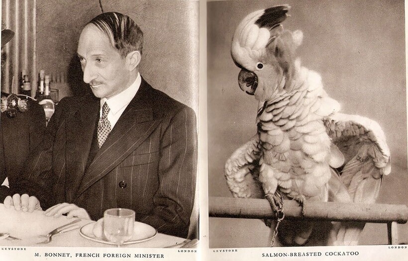    14 сравнений от журнала Lilliput Magazine, которые даже спустя годы вызывают улыбку