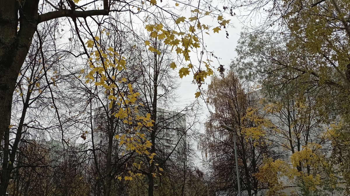 Октябрь в Лианозово. У нас во дворе. ЗДЕСЬ и далее фото автора и(или) из личного архива автора, если не указано иначе.