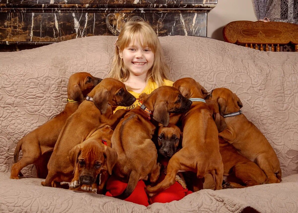 Малыши родезийского риджбека, рожденный 18.08.2024