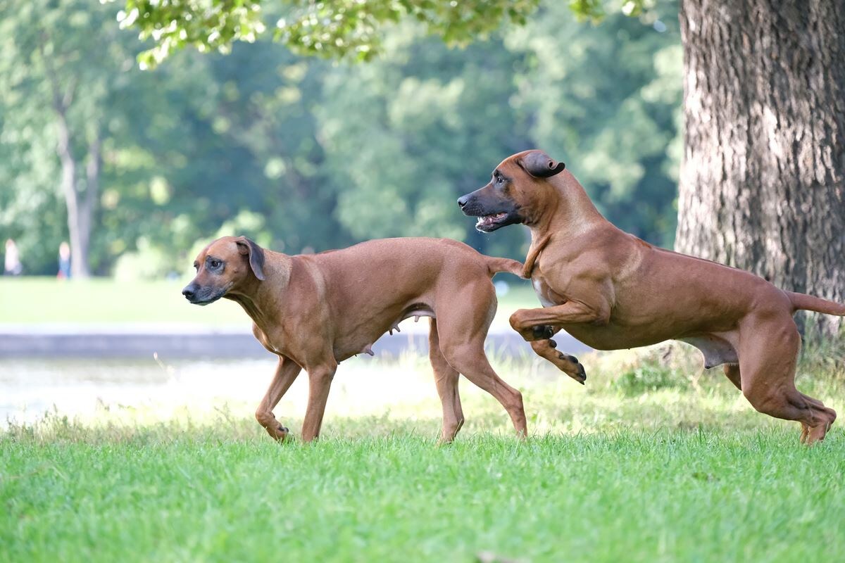 Tina Trading Gektor Grand и Tina Trading Vlasta Victoria