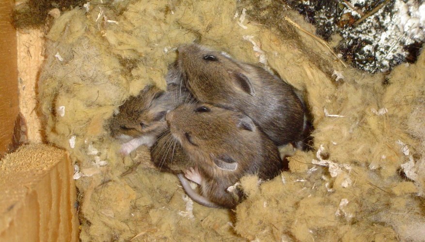 Такие уютные гнёзда