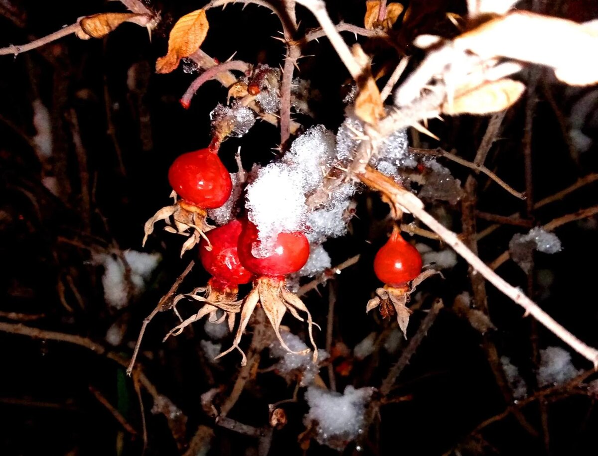 фото автора.