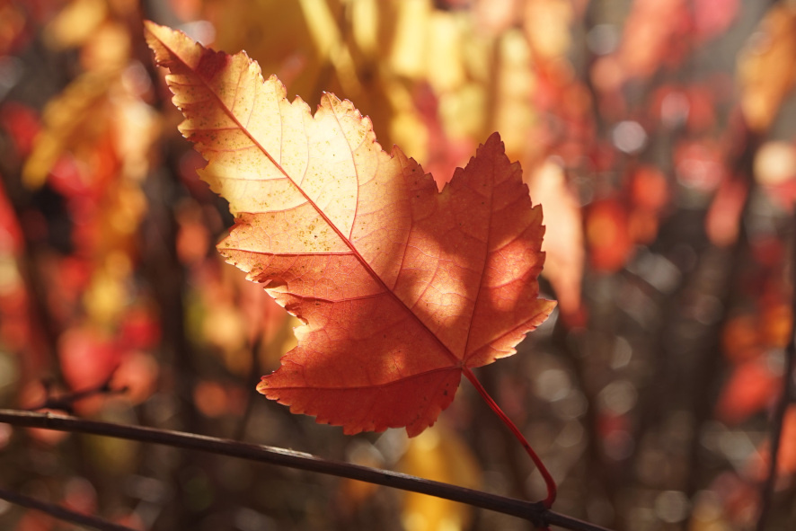 Лист клёна приречного в лучах заходящего солнца