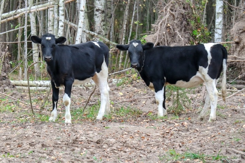    Фото: Elena Mayorova/Globallookpress