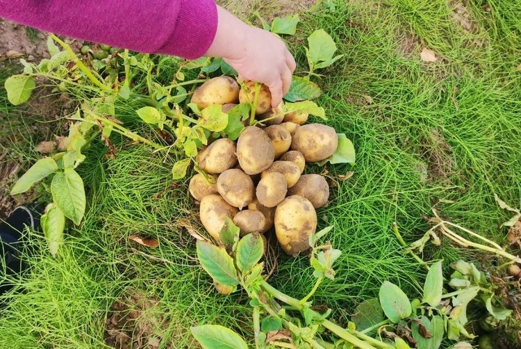    ​Агроагрегатор в Ярославской области уже поставил в торговые сети свыше 800 тонн овощей и картофеля