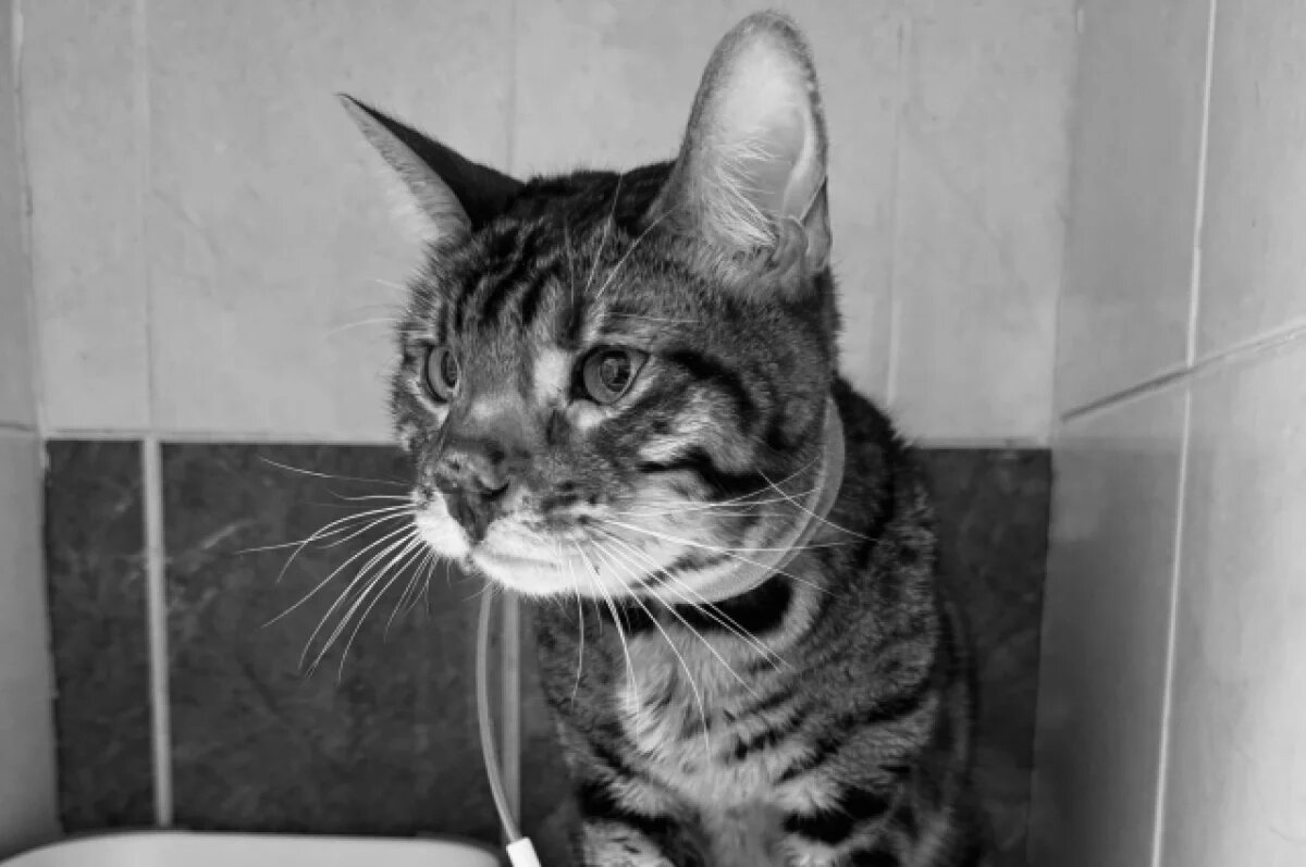    Оставленный в приюте кот Лео из Перми скончался, не пережив развод хозяев