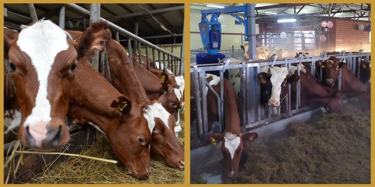    В Коми СПК «Исток» получило статус племрепродуктора по разведению КРС айрширской породы