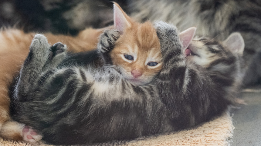    Фото: www.globallookpress.com/Sebastian Gollnow