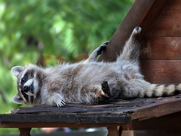     Фото: 1zoom.ru
