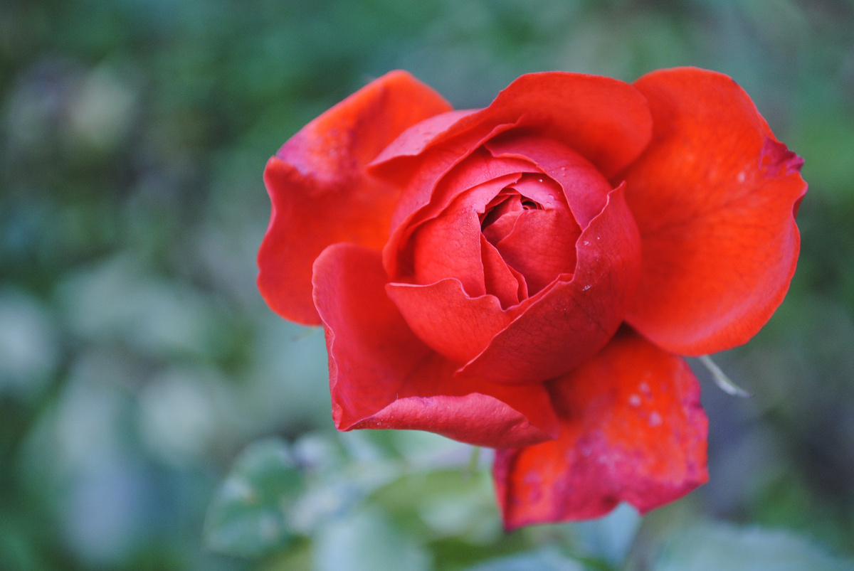 Последняя сияющая роза сезона, Кордес Бриллиант. Все фотографии и растения мои 