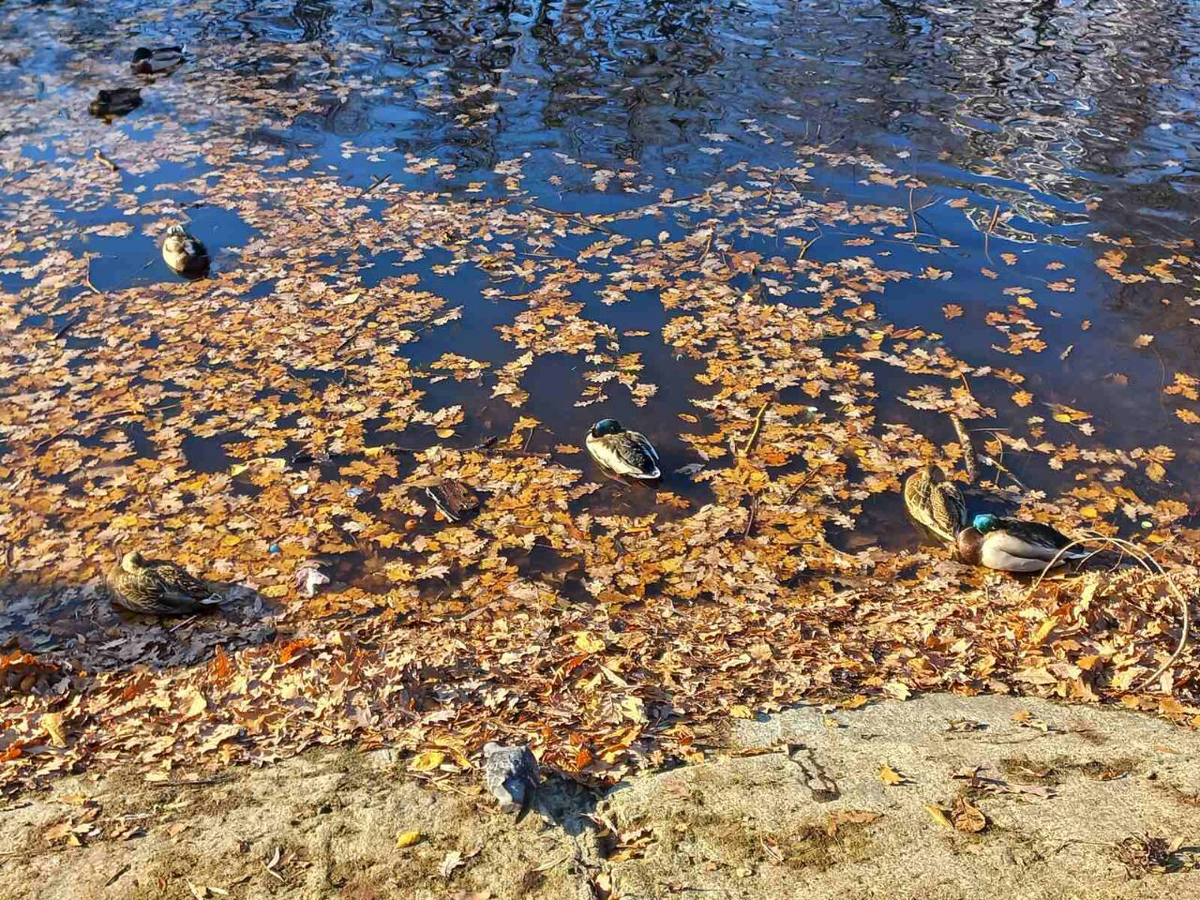 Фото автора.