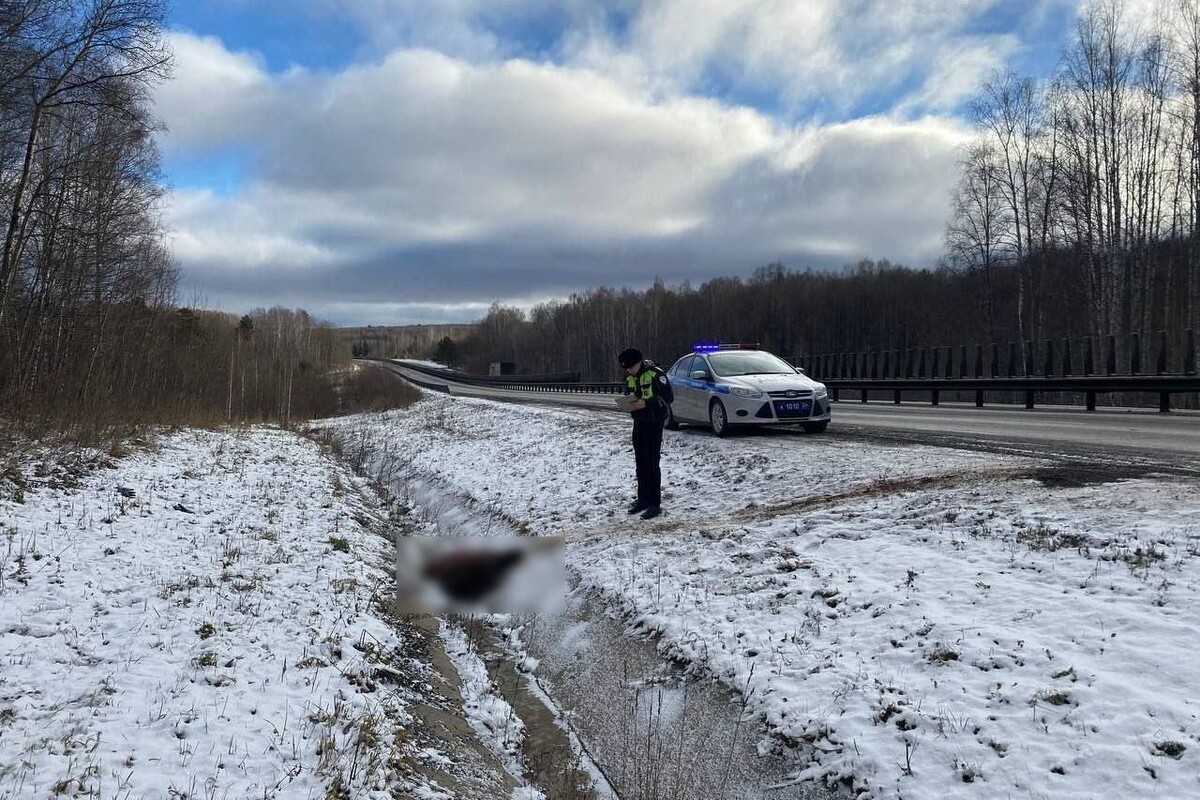  Фото: ГУ МВД России по Красноярскому краю