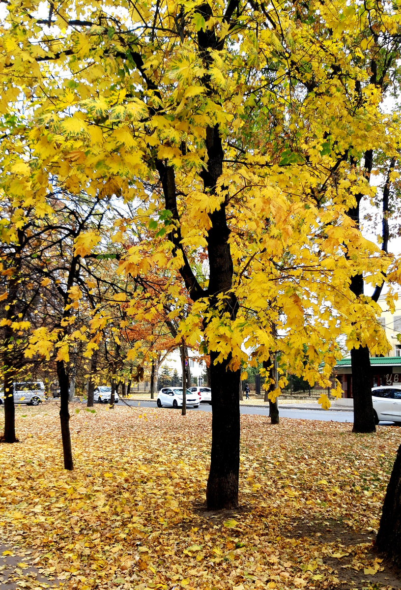 фотография автора