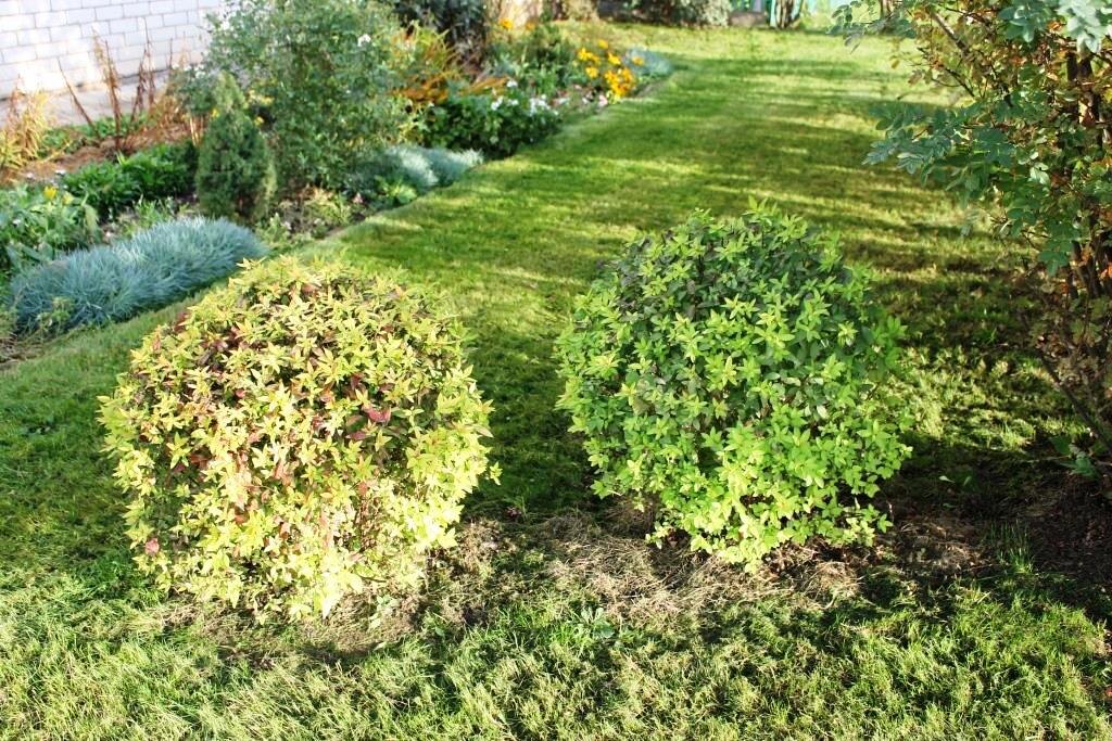 Да, есть огрехи в стрижке спиреи шариком, но это вполне терпимо и приемлемо, согласитесь?