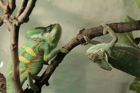 Самец сверху и самка снизу. 