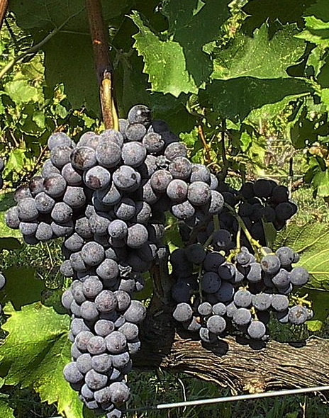 на фото: гроздь Xinomavro