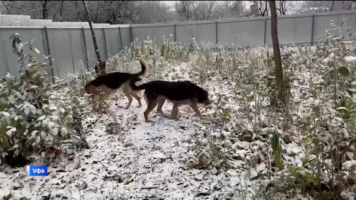    В Уфе выпал снег с градом