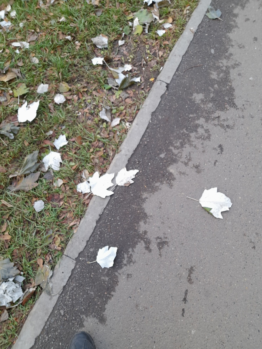 Фото автора.  Листья сибирских клёнов 