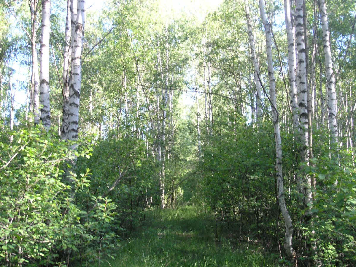 Березовая лесопосадка
