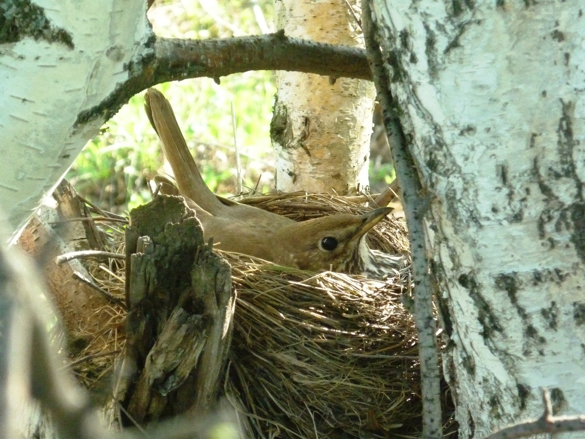 Гнездо певчего дрозда на березе
