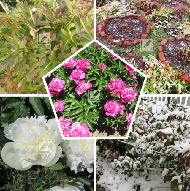 коллаж из фотографий автора