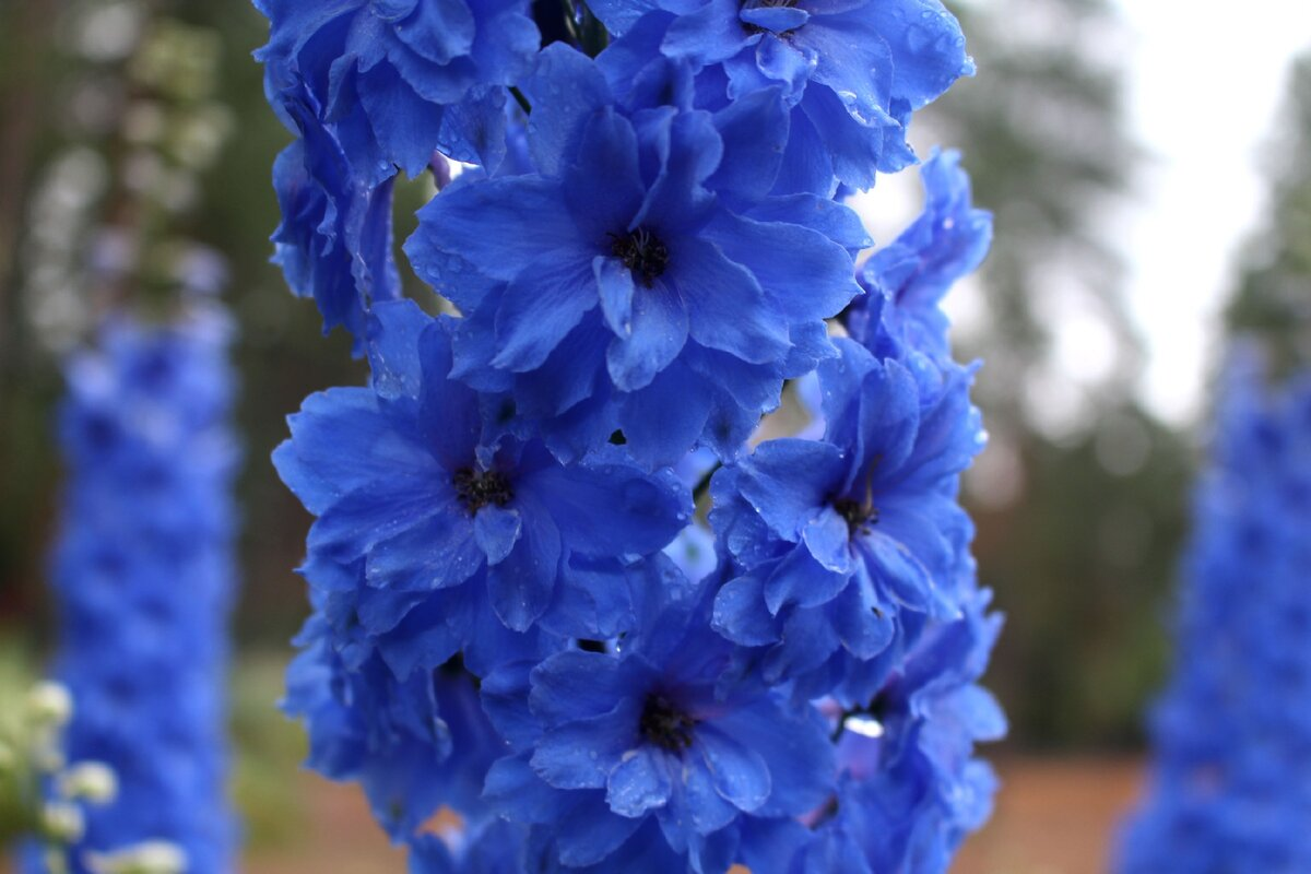 Дельфиниум в нашем саду