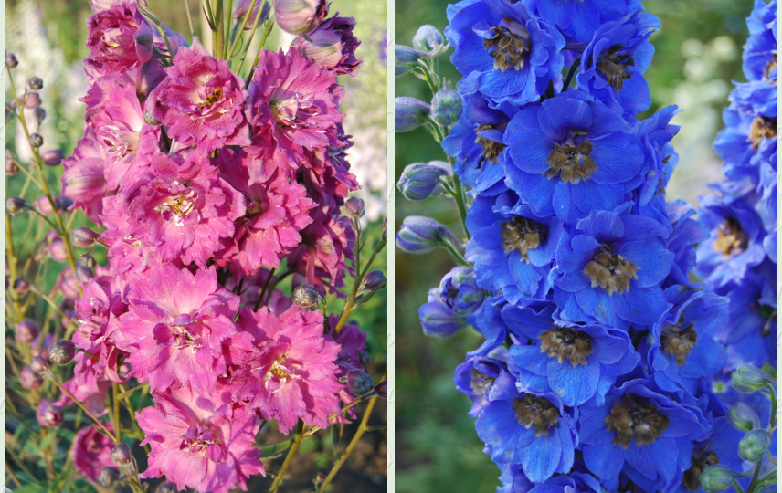 Дельфиниумы: 20 вопросов владелице питомника и немного об использовании этого растения в ландшафте