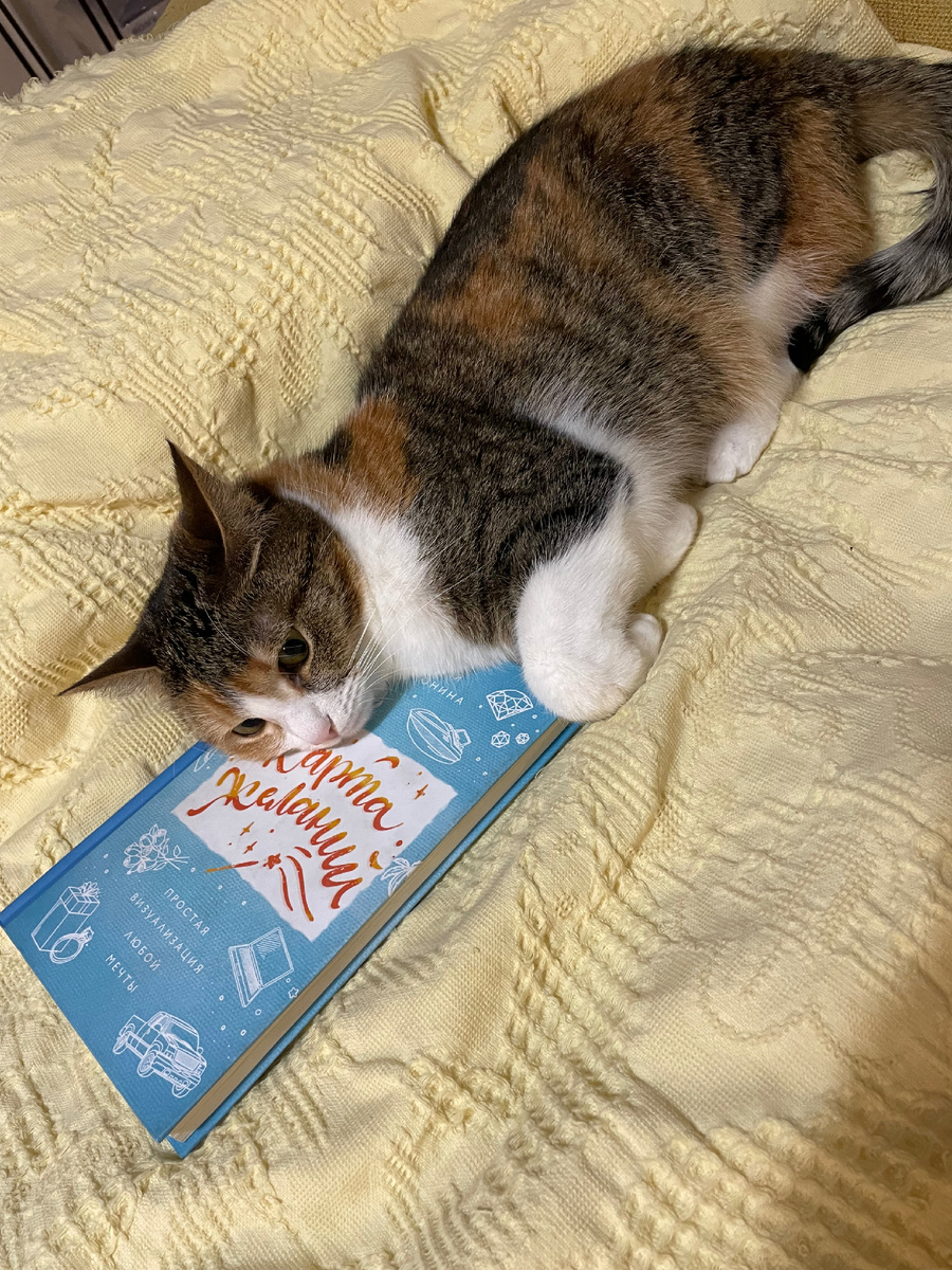 Кошка тоже что-то хочет 😹😹😹