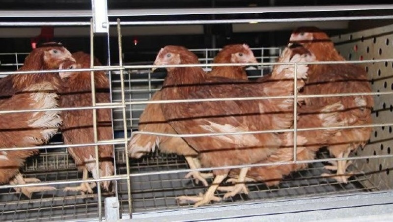      Фото: минсельхоз СК