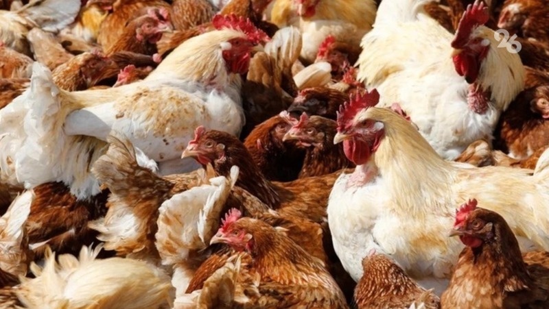    Мясо птицы Ставрополье отправляет на экспорт Фото: ИА «Победа26»