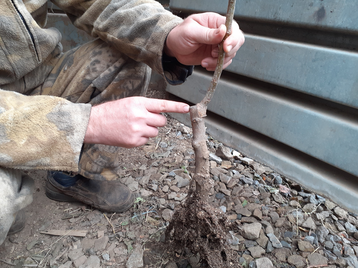 Прививка отличается от среза имитирующего прививку - компоненты разного цвета
