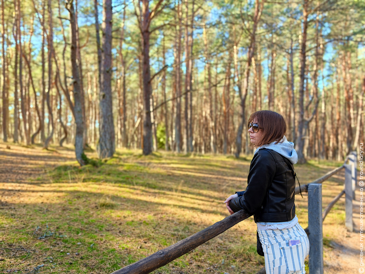 Танцующий лес на Куршской косе