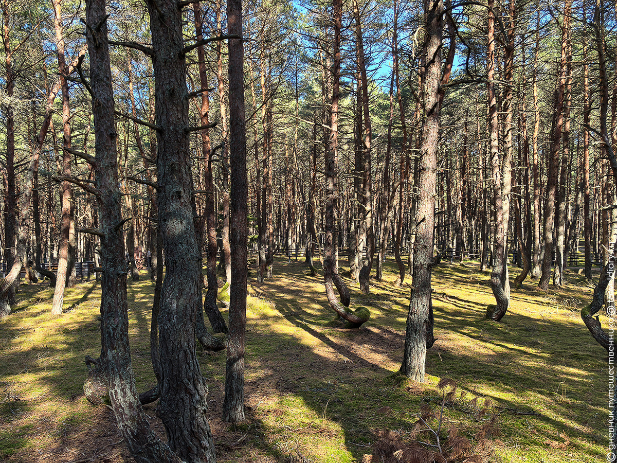 Танцующий лес на Куршской косе