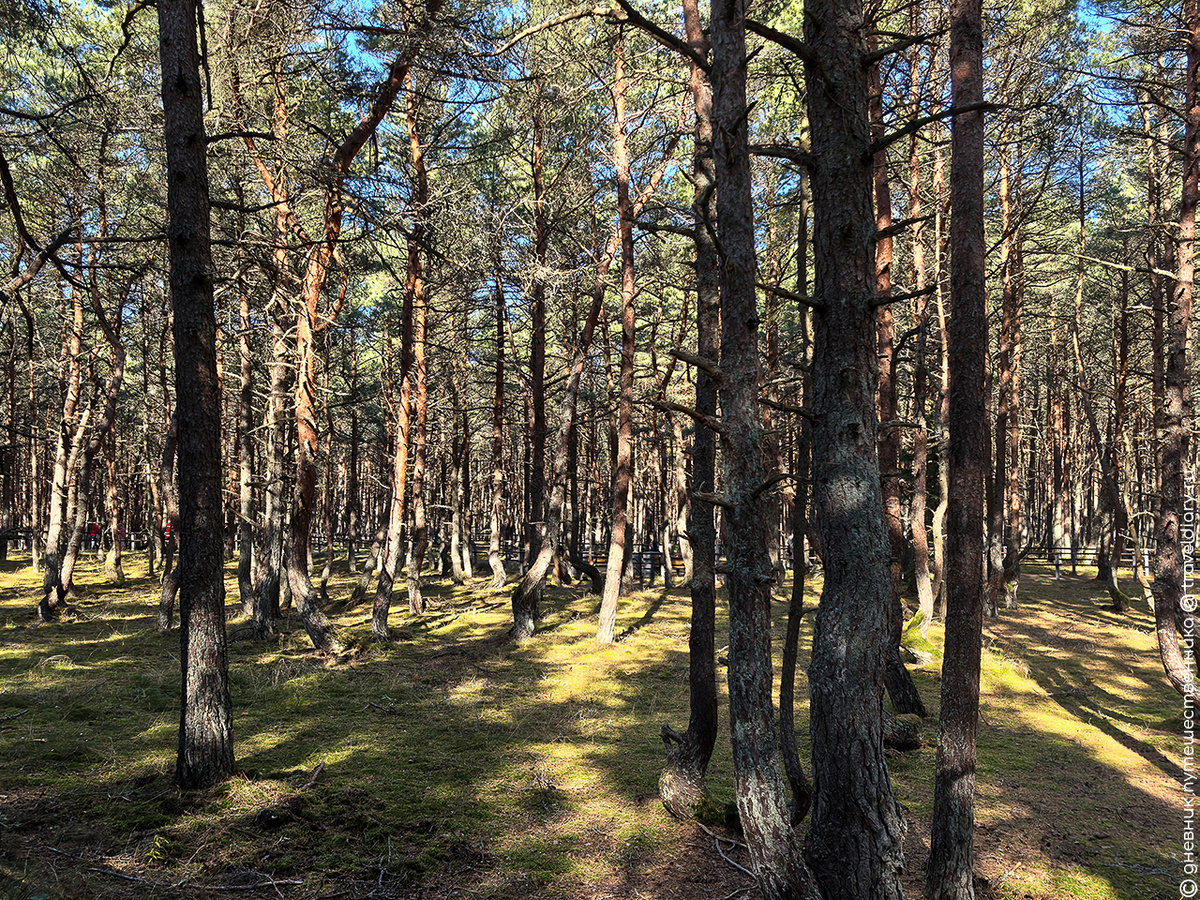 Танцующий лес на Куршской косе