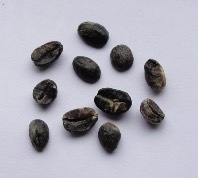 
Причина: причиной служат грибковые заболевания, затянутый сбор урожая.
Влияние на вкус: резкий затхлый и фенольный вкус.
