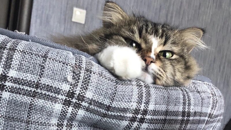     Кот. Фото: altapress.ru