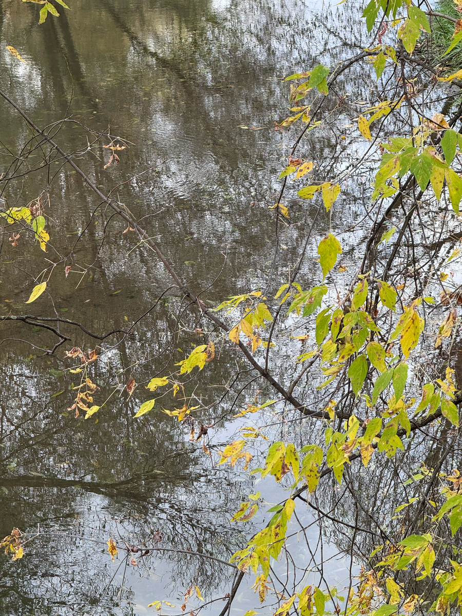  Фото автора - "Лирическое настроение, или Когда же пойдет снег?.."