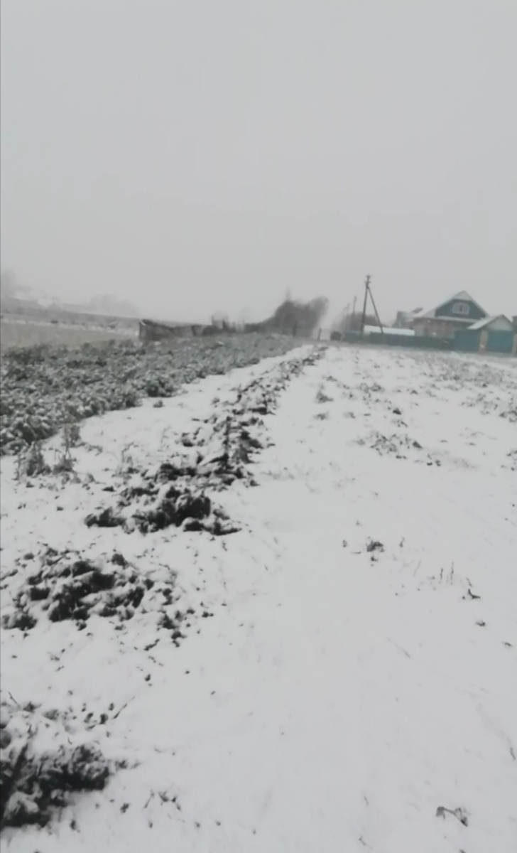 Мое фото. Выпал первый снег.