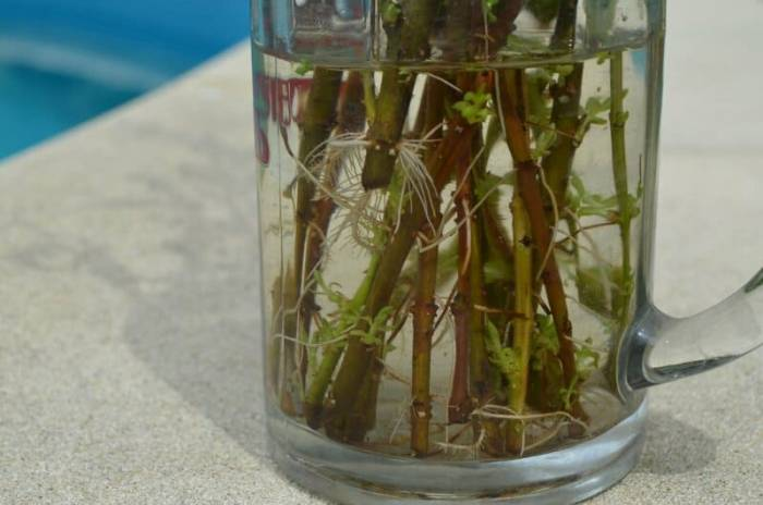 Готовим стимуляторы роста корней из подручных средств