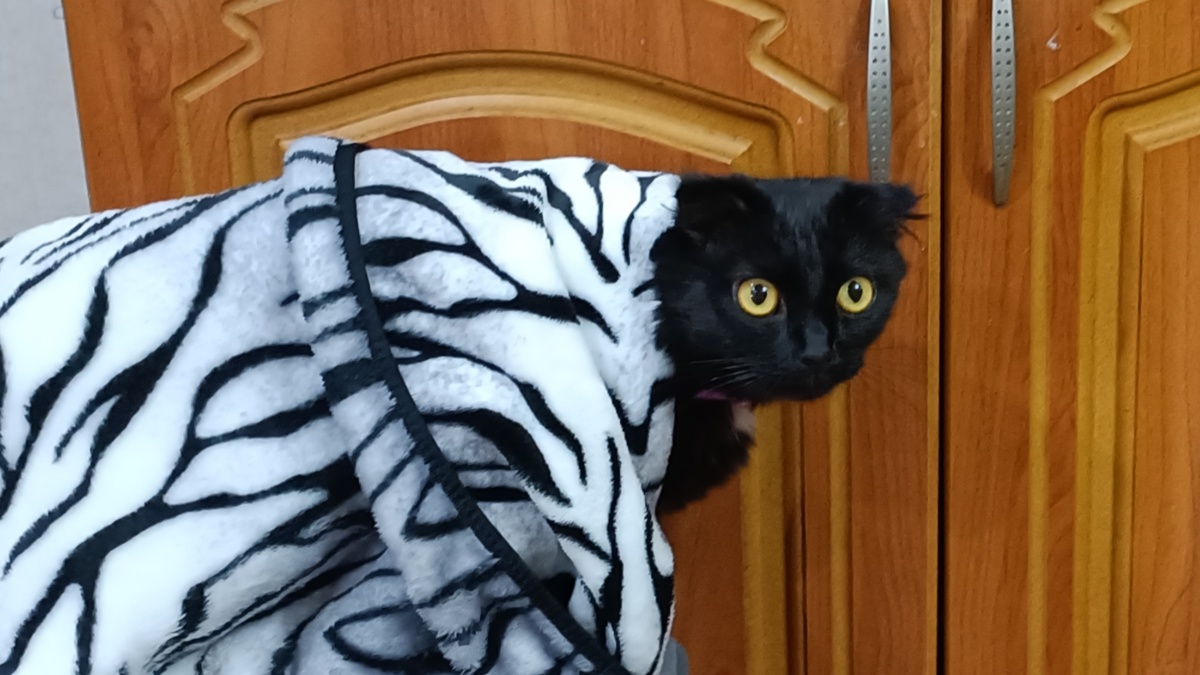 Всем привет от Кляксы