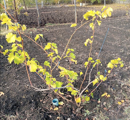 Куст перед обрезкой.